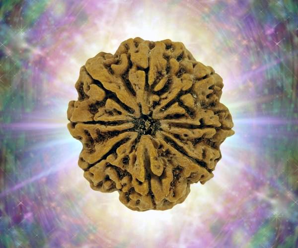 8 Mukhi Rudraksha 33MM 8.3 GM