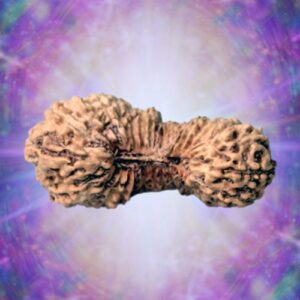 44 Mukhi Rudraksha Indonesian