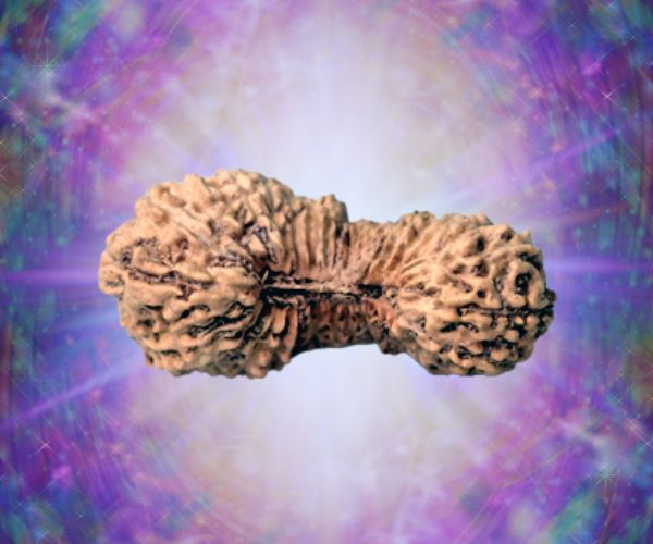 44 Mukhi Rudraksha Indonesian