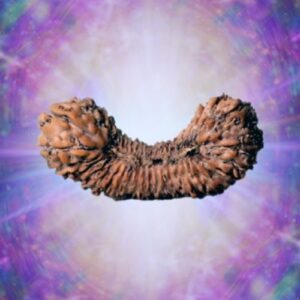 45 Mukhi Rudraksha Indonesian