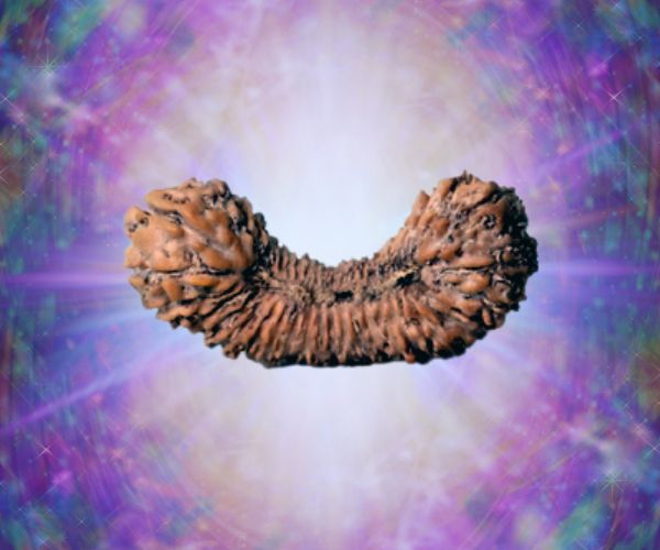 45 Mukhi Rudraksha Indonesian