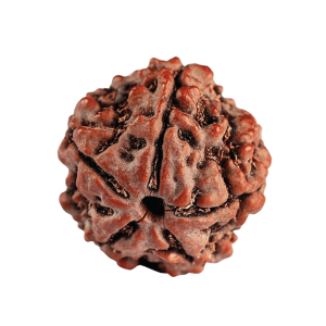 Rudraksha Name 50 gm 10 mm