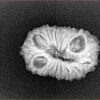 1 Mukhi - U/D 20 gm 15 mm - Inverse xray