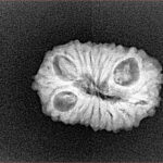 1 Mukhi - U/D 20 gm 15 mm - Rudraksha back