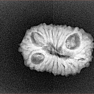 1 Mukhi - U/D 20 gm 15 mm - Rudraksha back