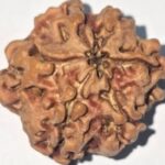1 Mukhi - U/D 20 gm 15 mm - Xray