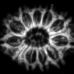 3 Mukhi Rudraksha 1mm 1gm - Inverse xray