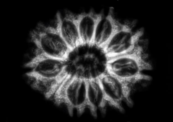 3 Mukhi Rudraksha 1mm 1gm - Inverse xray