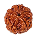 1 Mukhi Rudraksha 1mm 1gm - Origin: South India - Rudraksha back