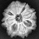 13 Mukhi Rudraksha 2mm 1gm - Rudraksha back