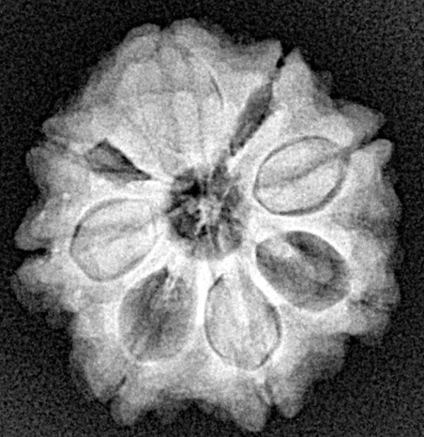 1 Mukhi Rudraksha 1mm 1gm - Origin: South India - Rudraksha back