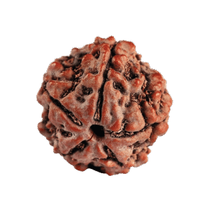 Rare Rudraksha 1mm 1gm - Rudraksha back