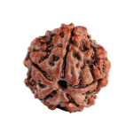 1 Mukhi Rudraksha 2mm 1gm - Rudraksha