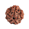 13 Mukhi Rudraksha 2mm 1gm - Rudraksha