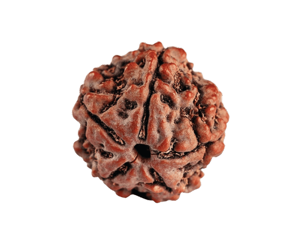 13 Mukhi Rudraksha 2mm 1gm - Origin: South India - Rudraksha