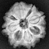 1 Mukhi Rudraksha 2mm 1gm - Xray
