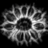 13 Mukhi Rudraksha 2mm 1gm - Xray