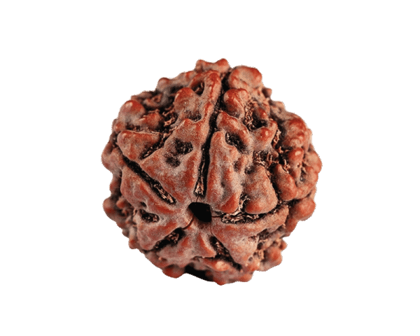 Natural Rudraksha - Rudraksha Zoom Image