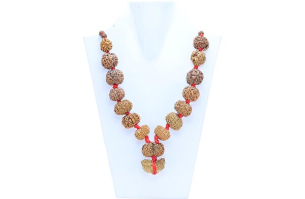 Natural Rudraksha - Certificate: DCL/2026/B/0004 - Mala Image