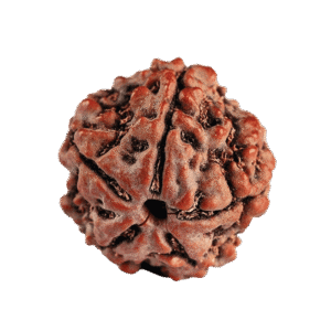 1 Mukhi Rudraksha 1mm 1gm - Origin: SouthIndiann - Rudraksha