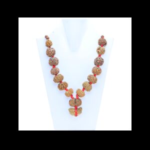 Natural Rudraksha - Certificate: DCL/2026/B/0004 - Rudraksha Zoom Image