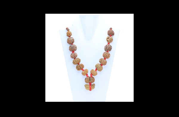 Natural Rudraksha - Certificate: DCL/2026/B/0004 - Rudraksha Zoom Image